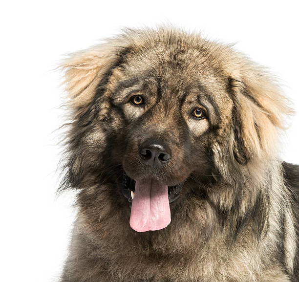 istock Close-up of a Yugoslav Shepherd Dog panting, 1 year old 450437083