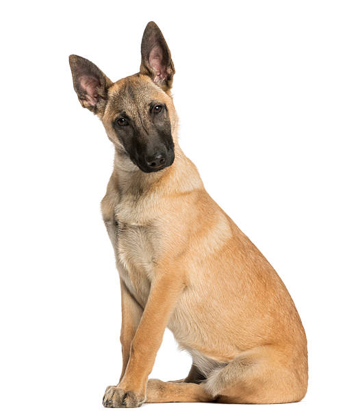 istock Belgian Shepherd sitting and facing, 5 months old, isolated 450437237