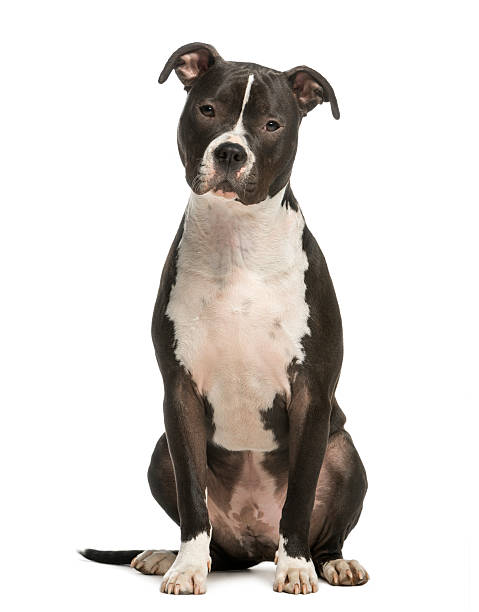istock Amercian Staff, 1 year old, sitting and facing, isolated 450437239
