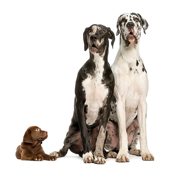 istock Two Great Danes sitting next to a puppy labrador 450437509