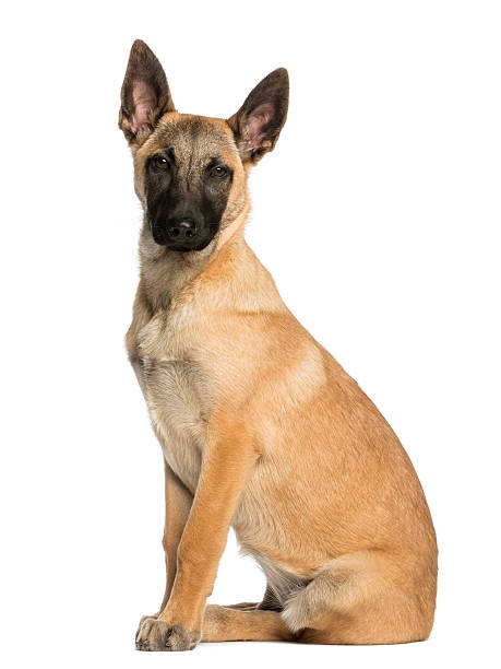 istock Belgian Shepherd sitting and facing, 5 months old, isolated 450438629