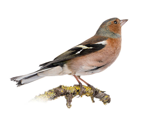 istock Male Common Chaffinch on a branch- Fringilla coelebs 450438769