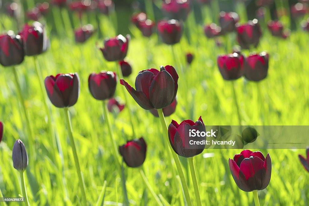 Tulipanes llamada "reina de noche, rare variedad - Foto de stock de Aire libre libre de derechos