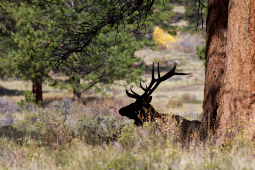 a bull elk silhouetted while bedded under a pine