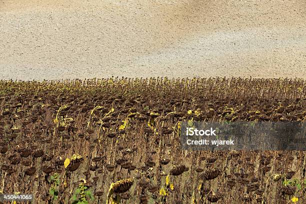 Photo libre de droit de Ripened Tournesols banque d'images et plus d'images libres de droit de Abstrait - Abstrait, Agriculture, Automne