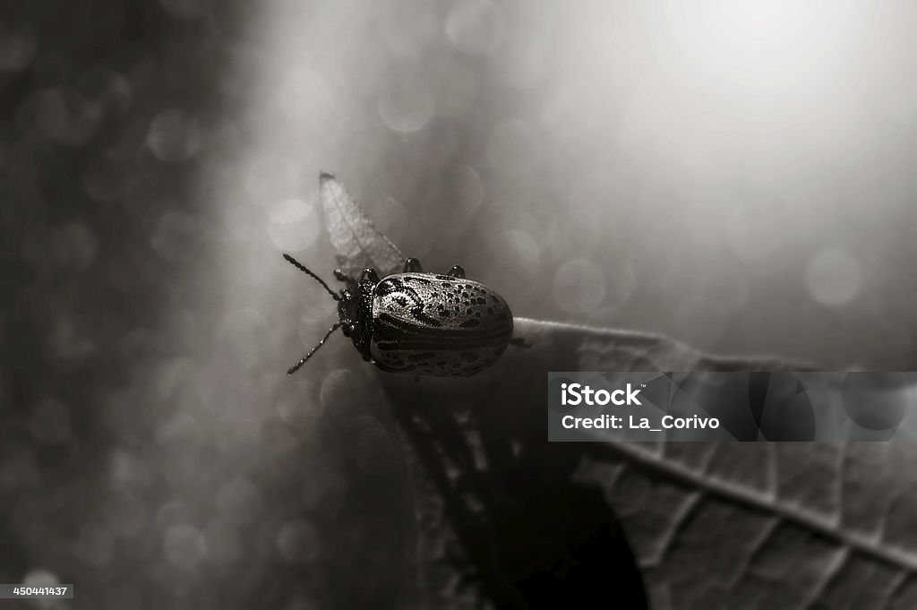 Ladybug on autumn leaf (Calligrapha multipunctata) Black & white photography Adult Stock Photo