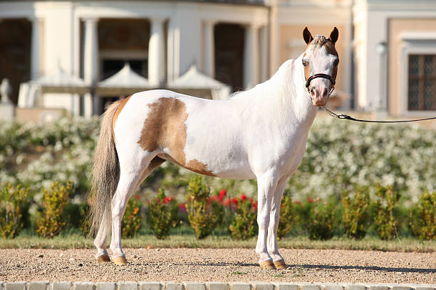 istock American miniature horse standing 450441613