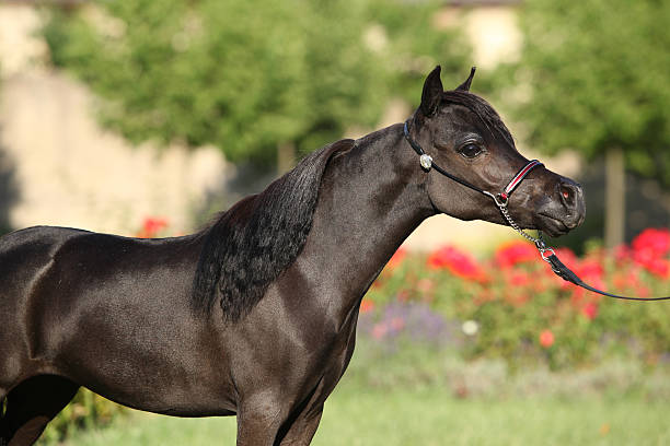 istock American miniature horse standing 450441625