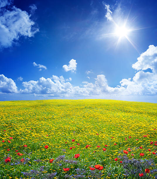 istock yellow field in serene scene 450441905