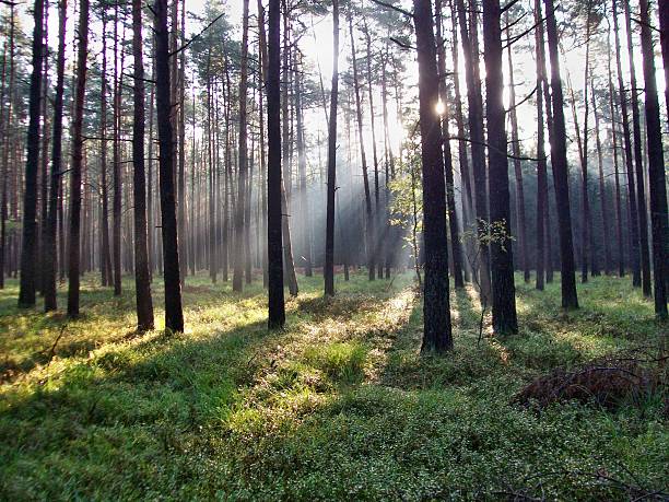 輝く太陽の下での森 - forest sunbeam tree light ストックフォトと画像