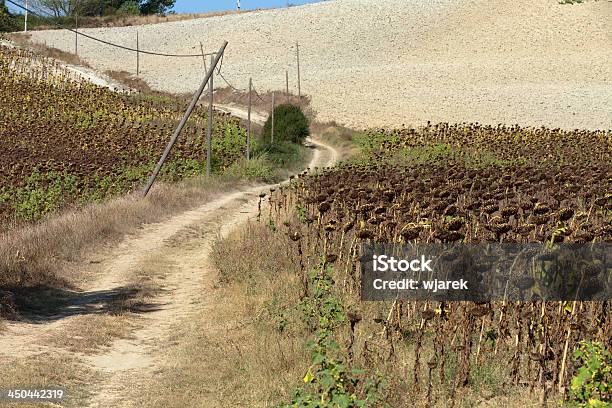 Ripened Sunflowers Stock Photo - Download Image Now - Agricultural Field, Agriculture, Autumn