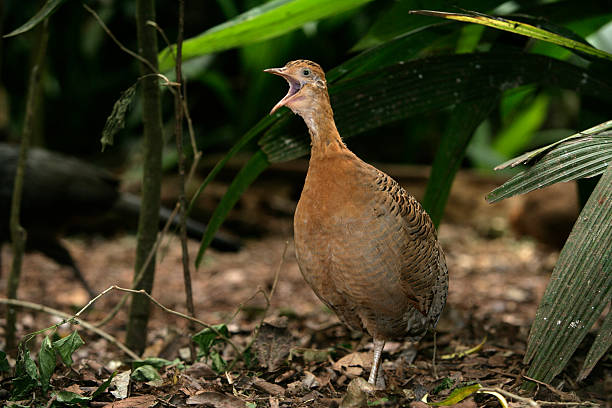 istock Red-winged tinamou, Rhynchotus rufescens 450444993