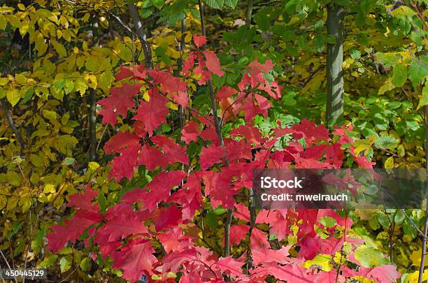 Foto de Herbst e mais fotos de stock de Apodrecer - Apodrecer, Bosque - Floresta, Cor Vibrante