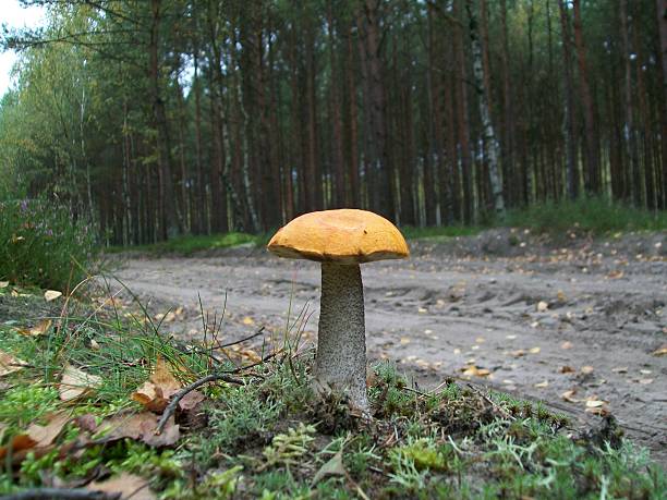 versipelle leccinum mushroom - mushroom stem cap plate стоковые фото и изображения