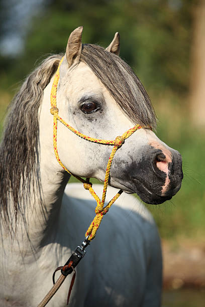 istock Potrait of gorgeous stallion which is bathing in river 450445569