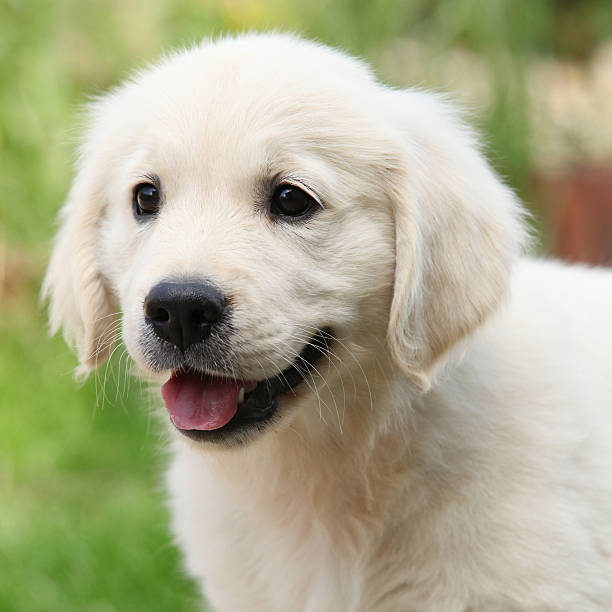 istock Gorgeous golden retriever puppy 450445577