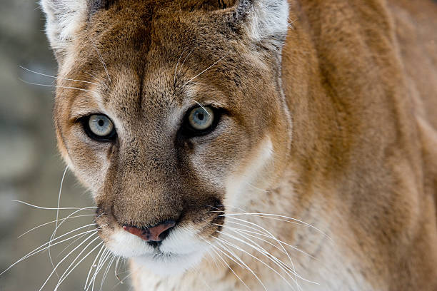 istock Puma or Mountain lion, Pumaa concolor 450447719