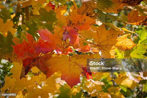 Foto de Folhas De Outono e mais fotos de stock de Amarelo - Amarelo, Apodrecer, Descrição de Cor