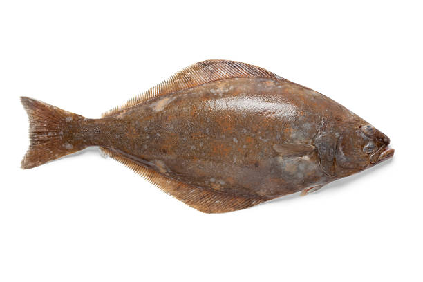 Fresh halibut fish stock photo