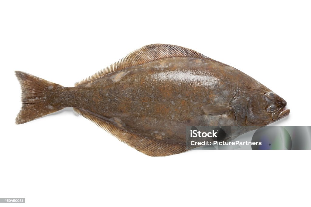 Świeże Kulbak ryb - Zbiór zdjęć royalty-free (Halibut)