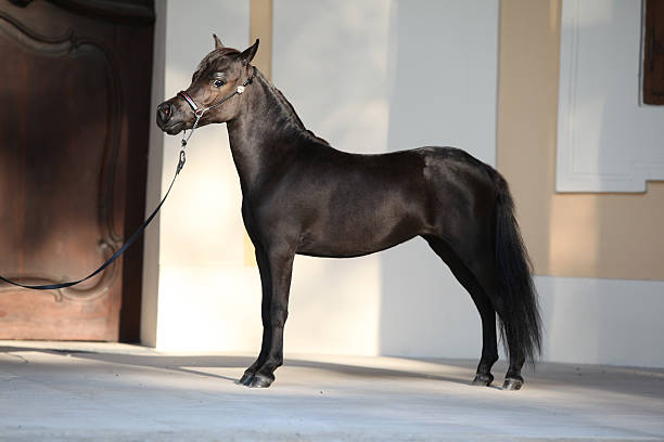 istock American miniature horse standing 450450159