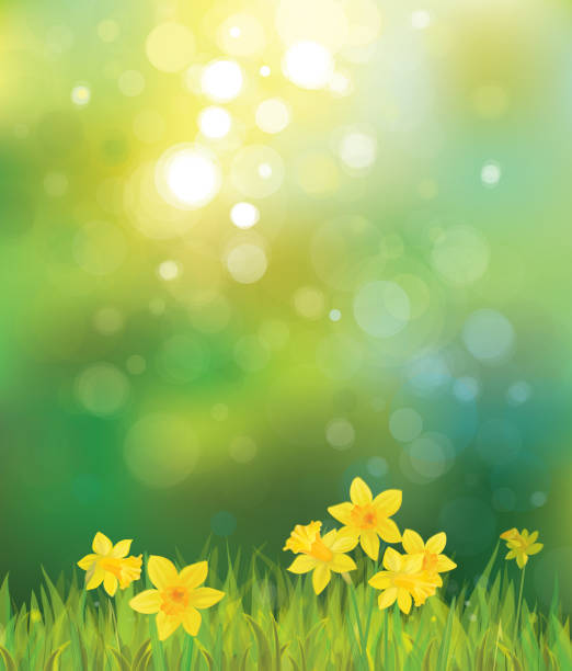 Vector of daffodil flowers on spring background. vector art illustration