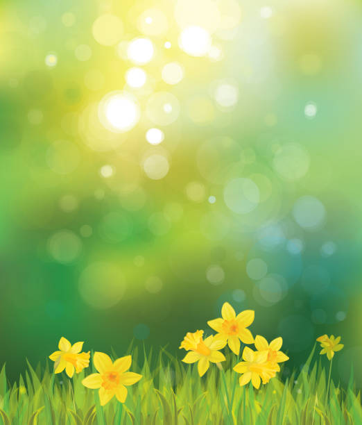 Vector of daffodil flowers on spring background. Background is my creative handdrawing and you can use it for spring, summer, Easter design and etc, made in vector, Adobe Illustrator 10 EPS file, transparency effects used in file. daffodil stock illustrations