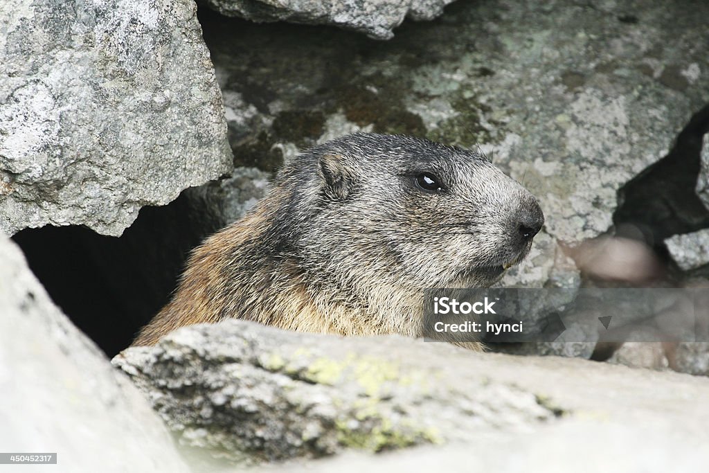 Groundhog standing next to his burrow on rock Animal Stock Photo