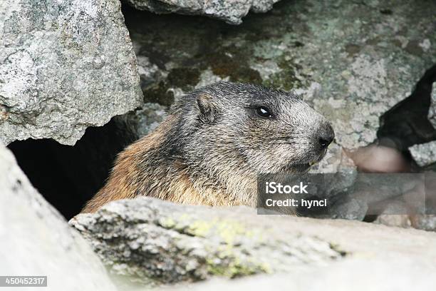 Groundhog Standing Next To His Burrow On Rock Stock Photo - Download Image Now - Animal, Animal Body Part, Animal Eye