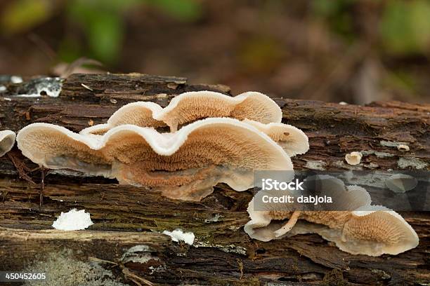 Photo libre de droit de Phlebia Tremellosa banque d'images et plus d'images libres de droit de Blanc - Blanc, Champignon, Flore