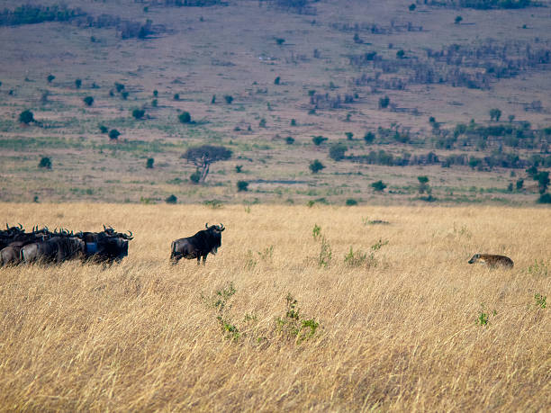istock Lone hyena goes to a herd of antelope 450459503