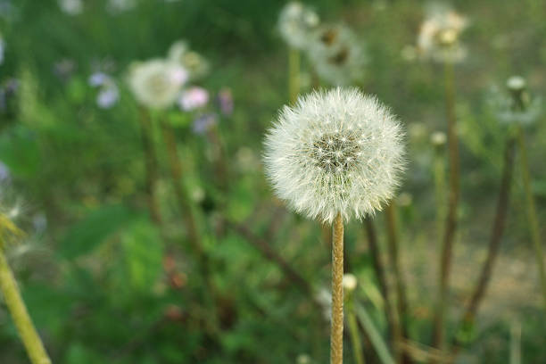 istock Dandelion in outdoor 450459919