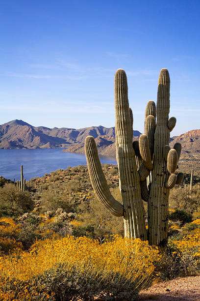 istock Desert Lake and Saguaros in Spring 450468111