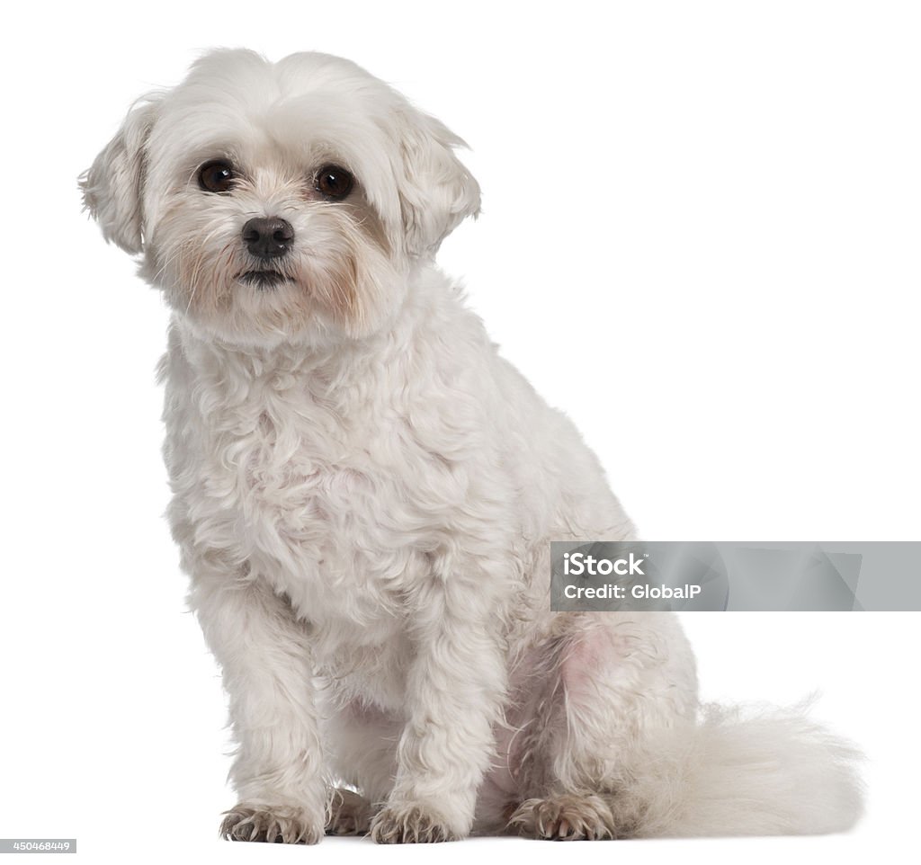 Tulear cotton, 7 years old Coton de Tulear, 7 years old, sitting in front of white background Coton De Tuléar Stock Photo