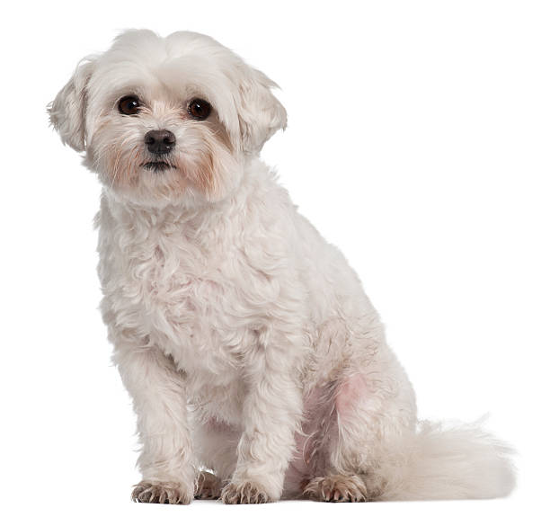 Tulear cotton, 7 years old Coton de Tulear, 7 years old, sitting in front of white background coton de tulear stock pictures, royalty-free photos & images