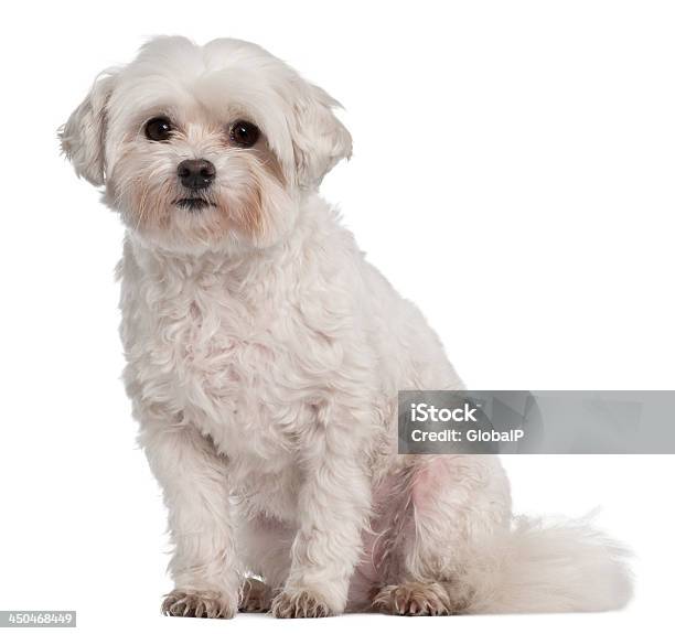 Tulear Cotton 7 Years Old Stock Photo - Download Image Now - Coton De Tuléar, White Background, Alertness