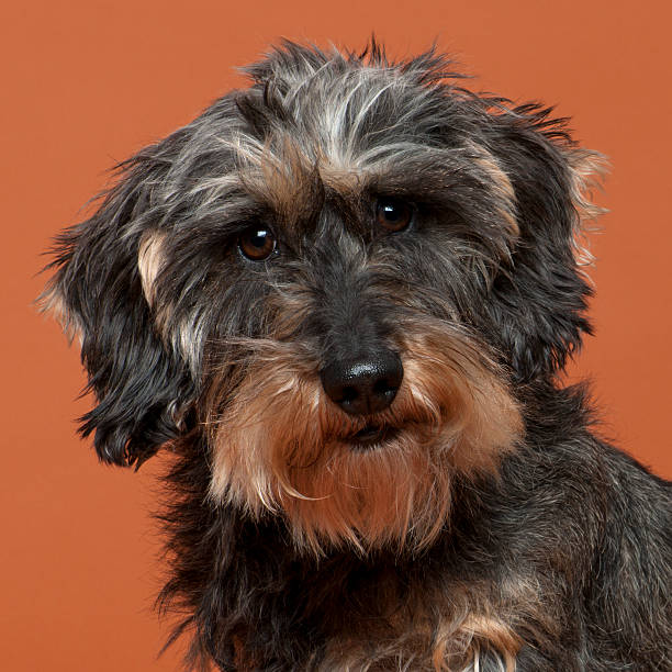 istock Close-up of Dachshund, 8 years old 450468631