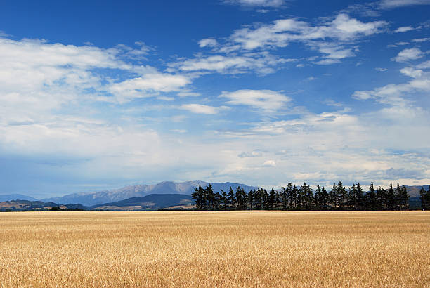 istock New Zealand agricultural fields 450468917