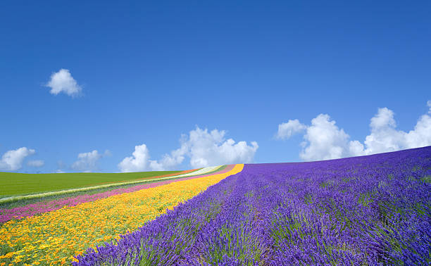 istock Flower field and blue sky with clouds. 450470819