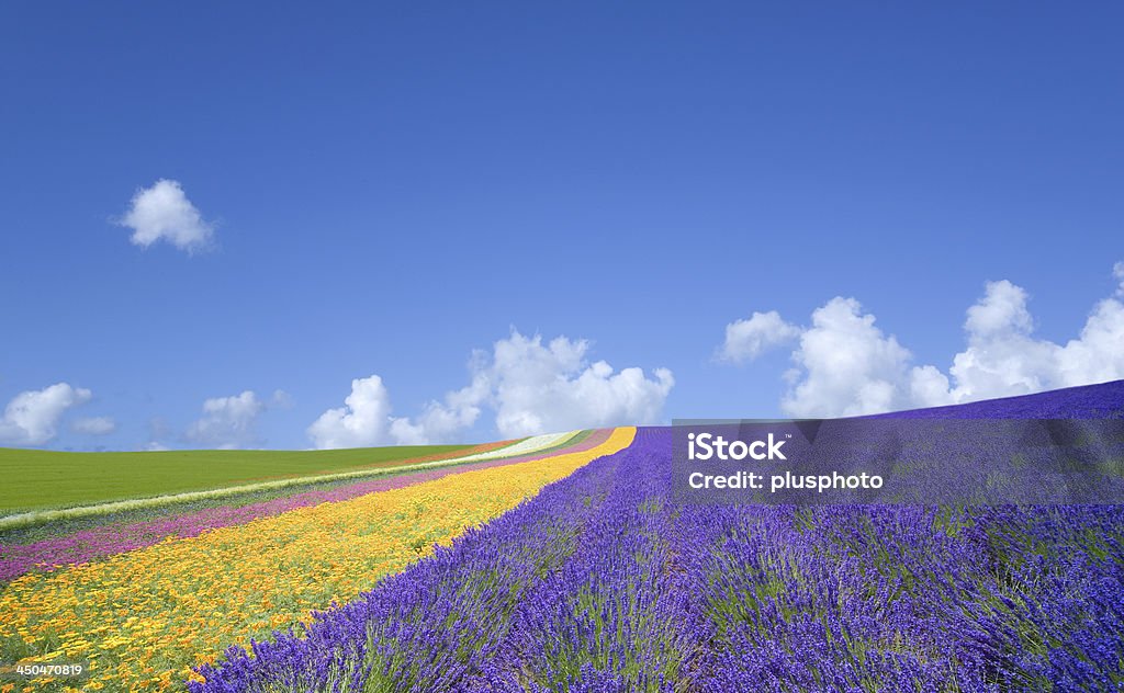 Flower field and blue sky with clouds.  http://ppno3.com/images/land.jpg Blue Stock Photo