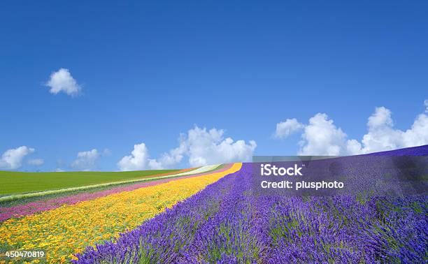 Flower Field And Blue Sky With Clouds Stock Photo - Download Image Now - Blue, Day, Forest