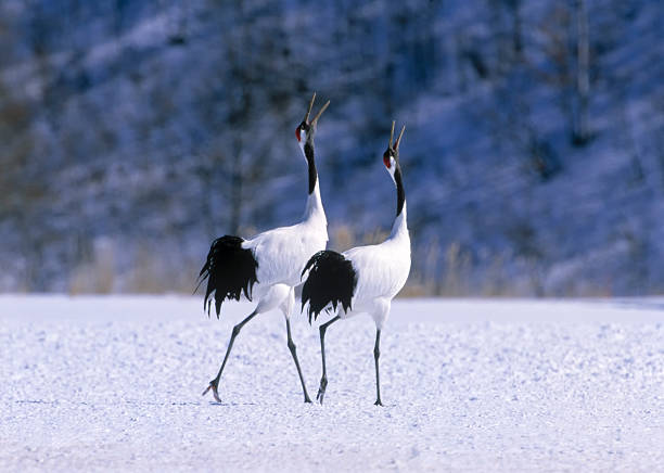 grou japonês courtship dança - mating ritual - fotografias e filmes do acervo