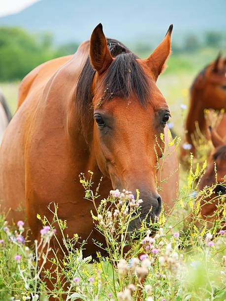 istock arabian mare at the pasture. cloudy day 450473069