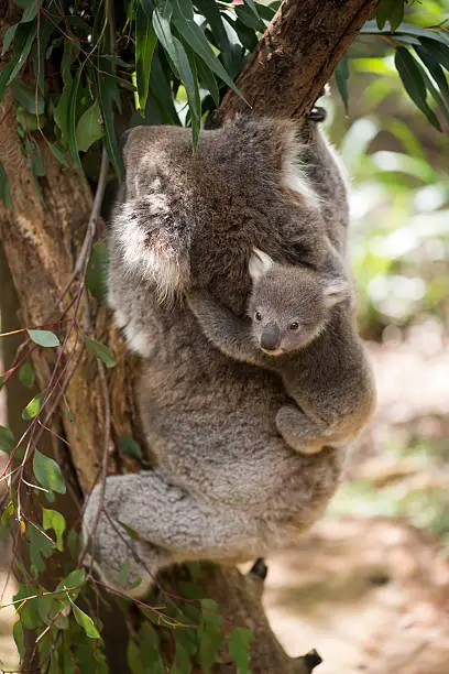 Koala with baby climbing on a tree.