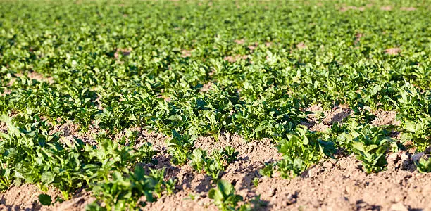 potatoes growing on an agricultural field. focus in the shot center