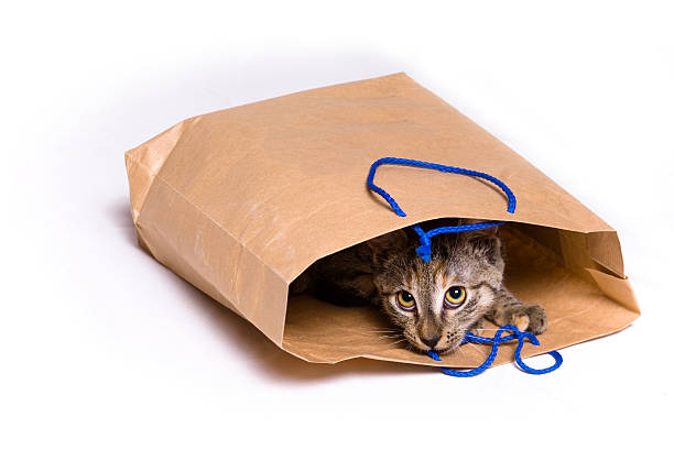 cat in a bag stock photo