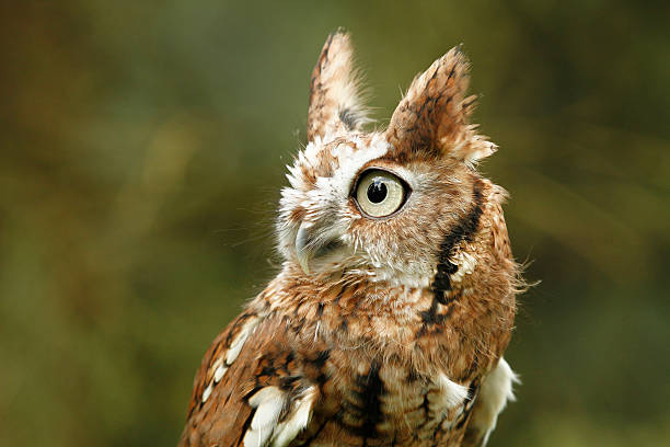 petit-duc maculé avec reflet des arbres dans les yeux - red owl screech owl animal photos et images de collection