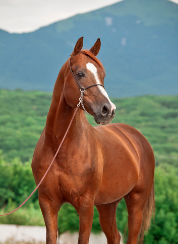 Portrait of a equestrian horse on a ranch