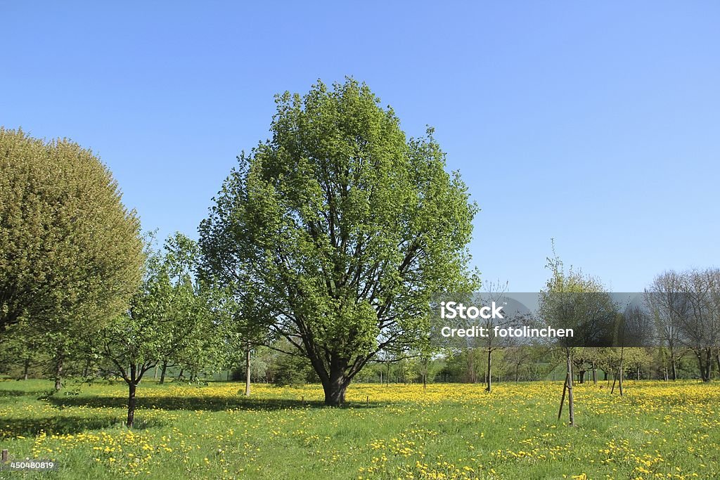 Eiche im Frühling - Lizenzfrei Eiche Stock-Foto