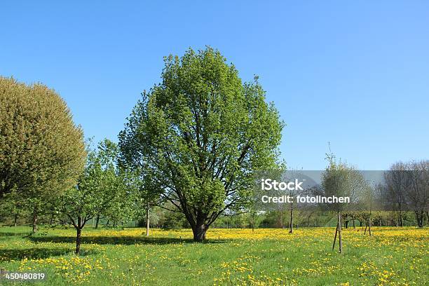 Eiche Im Frühling Stockfoto und mehr Bilder von Eiche - Eiche, Ast - Pflanzenbestandteil, Baum